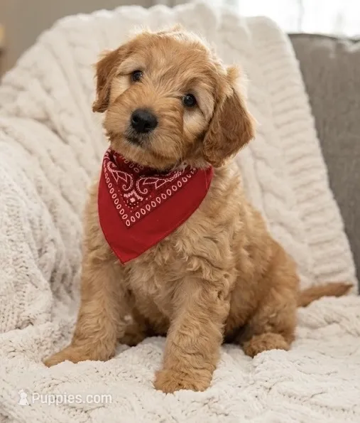 f1b mini goldendoodle – Miniature Goldendoodle puppy for sale in Richmond, IL