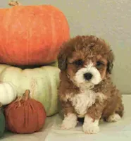 f1b Mini Bernedoodle, a male Poodle - Miniature  and Miniature Bernedoodle for sale in Richmond, IL – 2 of 3