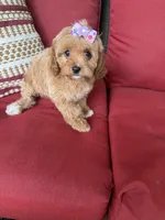 cavapoo, a female Cavapoo for sale in Richmond, IL – 4 of 4