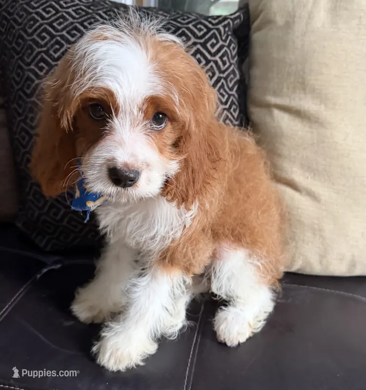cavapoo – Cavapoo puppy for sale in Richmond, IL