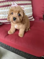 cavapoo, a female Cavapoo for sale in Richmond, IL – 1 of 4