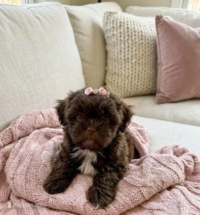 Shih Tzu – Shih Tzu puppy for sale in Richmond, IL