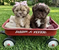 Shih Tzu, a female Shih Tzu for sale in Richmond, IL – 2 of 3