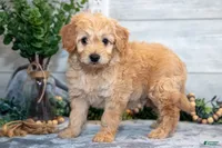 f1b mini goldendoodle, a male Miniature Goldendoodle for sale in Richmond, IL – 4 of 5