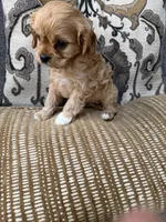 cavapoo, a male Cavapoo for sale in Richmond, IL – 4 of 4