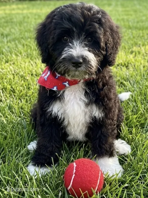 F1B Mini Bernedoodle – Poodle - Miniature , Miniature Bernedoodle puppy for sale in Richmond, IL