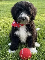 F1B Mini Bernedoodle, a male Poodle - Miniature  and Miniature Bernedoodle for sale in Richmond, IL – 1 of 6