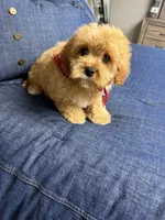 cavapoo, a male Cavapoo for sale in Richmond, IL – Photo 6 of 6