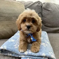 cavapoo, a male Cavapoo for sale in Richmond, IL – Photo 2 of 6