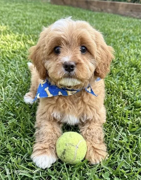 cavapoo – Cavapoo puppy for sale in Richmond, IL