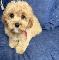 cavapoo, a male Cavapoo for sale in Richmond, IL – Photo 3 of 6