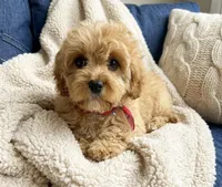 cavapoo, a male Cavapoo for sale in Richmond, IL – Photo 1 of 6
