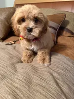 cavapoo, a male Cavapoo for sale in Richmond, IL – Photo 4 of 6