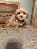 cavapoo, a male Cavapoo for sale in Richmond, IL – Photo 5 of 6