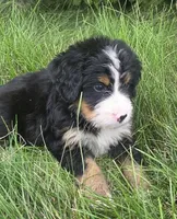 F1 Bernedoodle, a male Bernedoodle for sale in Richmond, IL – 2 of 8
