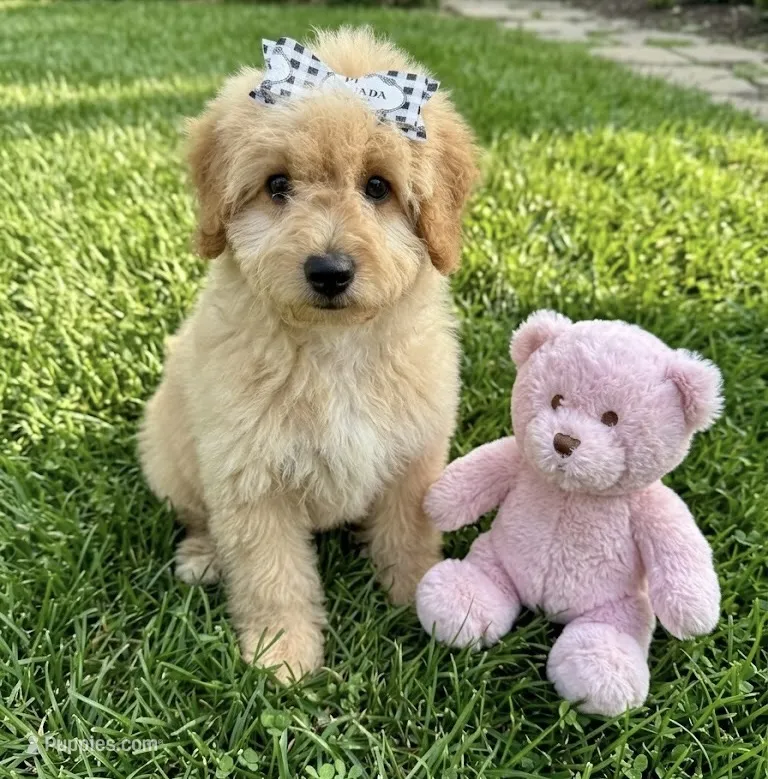 f1b mini goldendoodle – Miniature Goldendoodle puppy for sale in Richmond, IL