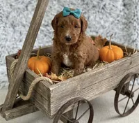 F1B Mini Goldendoodle, a female Miniature Goldendoodle for sale in Richmond, IL – 2 of 4