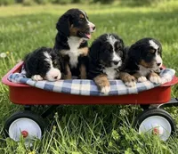 F1 Bernedoodle, a female Bernedoodle for sale in Richmond, IL – 2 of 5