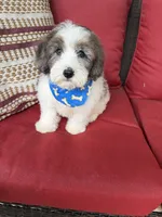 F1B Mini Bernedoodle, a male Poodle - Miniature  and Miniature Bernedoodle for sale in Richmond, IL – 5 of 6