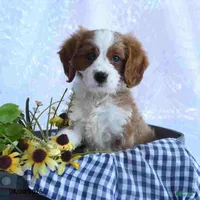 cavapoo, a male Cavapoo for sale in Richmond, IL – 3 of 3