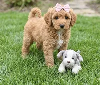 f1b mini goldendoodle, a female Poodle - Miniature  and Miniature Goldendoodle for sale in Richmond, IL – 1 of 2
