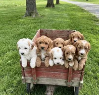 f1b mini goldendoodle, a female Poodle - Miniature  and Miniature Goldendoodle for sale in Richmond, IL – 2 of 2