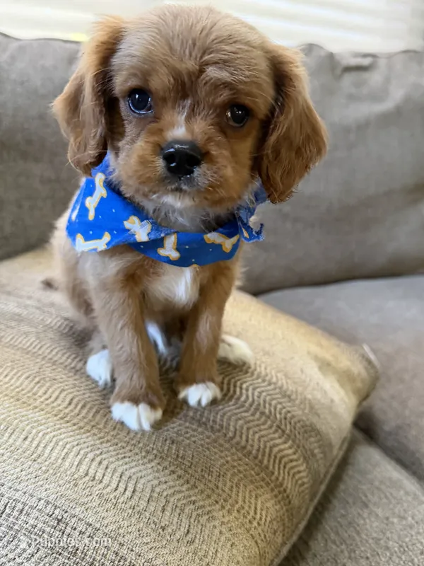 cavapoo – Cavapoo puppy for sale in Richmond, IL