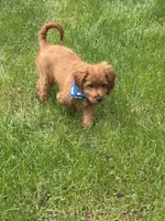 Mason, a male Cavapoo for sale in Richmond, IL – 5 of 5