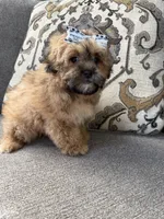shih poo, a female Shihpoo for sale in Richmond, IL – Photo 6 of 6