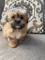 shih poo, a female Shihpoo for sale in Richmond, IL – Photo 2 of 6