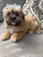 shih poo, a female Shihpoo for sale in Richmond, IL – Photo 3 of 6