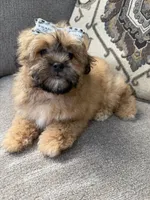 shih poo, a female Shihpoo for sale in Richmond, IL – Photo 5 of 6