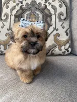 shih poo, a female Shihpoo for sale in Richmond, IL – Photo 4 of 6