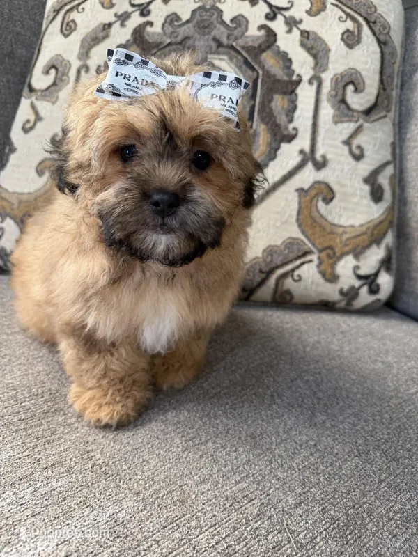 shih poo – Shihpoo puppy for sale in Richmond, IL