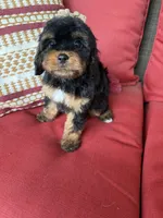 cavapoo, a female Cavapoo for sale in Richmond, IL – 3 of 5