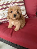 cavapoo, a female Cavapoo for sale in Richmond, IL – 2 of 4