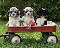 cockapoo, a female Cockapoo for sale in Richmond, IL – 2 of 2