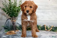 f1b mini goldendoodle, a male Miniature Goldendoodle for sale in Richmond, IL – 5 of 5