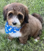 F1B Mini Bernedoodle, a male Poodle - Miniature  and Miniature Bernedoodle for sale in Richmond, IL – 3 of 5
