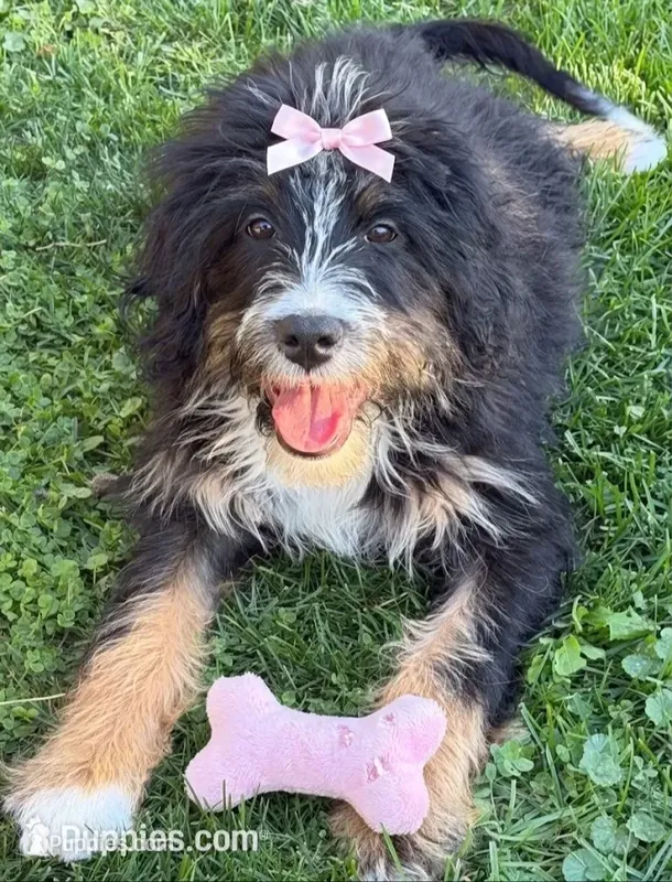 F1 Bernedoodle – Bernedoodle puppy for sale in Richmond, IL
