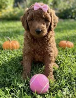 F1b Mini Goldendoodle, a male Miniature Goldendoodle for sale in Richmond, IL – 4 of 4