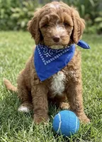 F1B Mini Goldendoodle, a female Miniature Goldendoodle for sale in Richmond, IL – 3 of 4