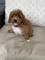 cavapoo, a male Cavapoo for sale in Richmond, IL – 4 of 4