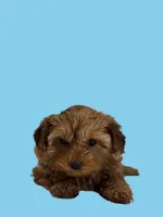 processed/5d30a7ed-cd74-4eef-9fff-65ecd4d040d0/listing/a4a2c411-1ddf-4368-8fba-1f41f29ca15f/026d95c9-9f28-4492-ba9c-286c3ae1037e