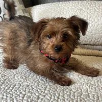 yorkie poo, a male Yorkipoo for sale in Richmond, IL – Photo 2 of 6
