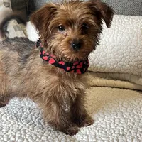 yorkie poo, a male Yorkipoo for sale in Richmond, IL – Photo 6 of 6