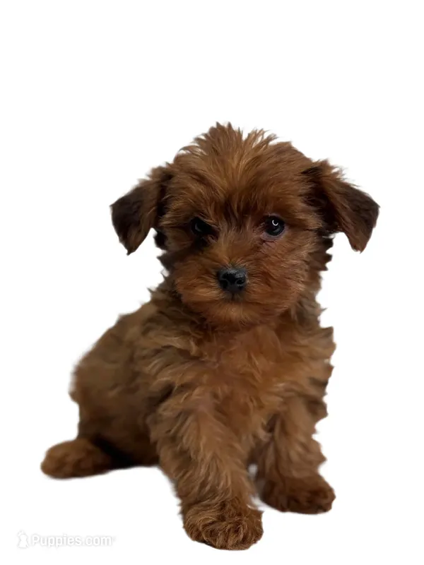 yorkie poo