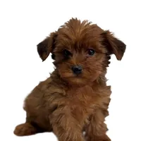 yorkie poo, a male Yorkipoo for sale in Richmond, IL – Photo 5 of 6