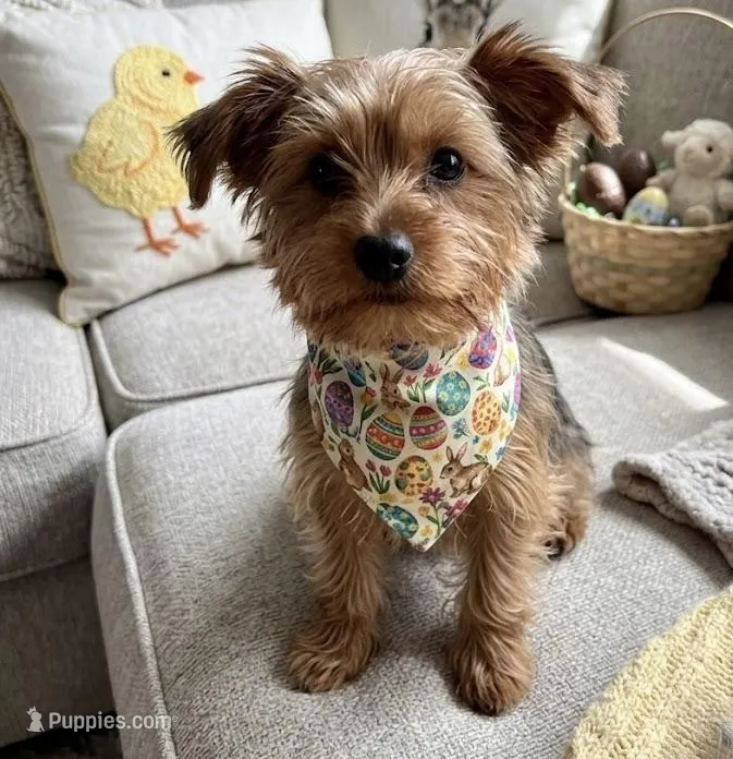 yorkie poo – Yorkipoo puppy for sale in Richmond, IL