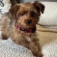 yorkie poo, a male Yorkipoo for sale in Richmond, IL – Photo 1 of 6